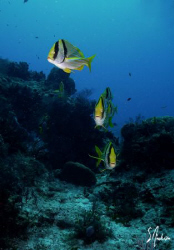 Porkfish taking notice of our arrival at there normal loc... by Steven Anderson 